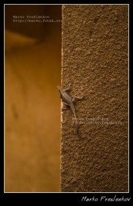 A curious lizard A curious lizard